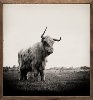 Bull